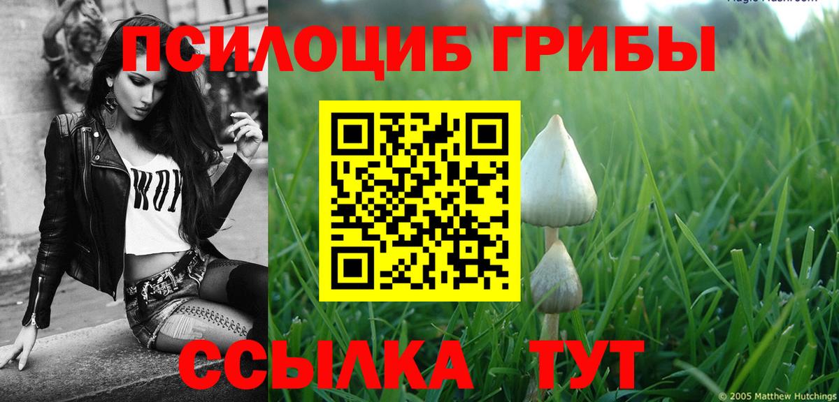 Тара  Псилоцибиновые грибы GOLDEN TEACHER  Вход с VPN  Псилоцибиновые грибы Psilocybe 